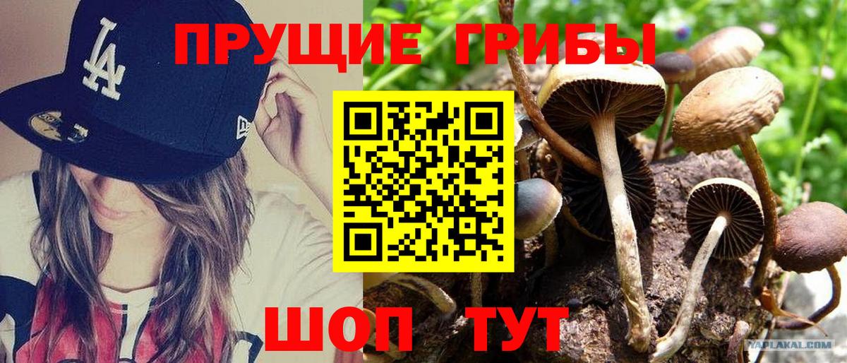 Галлюциногенные грибы мицелий  где купить наркоту  Саки  Вход с VPN 